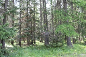 32905209