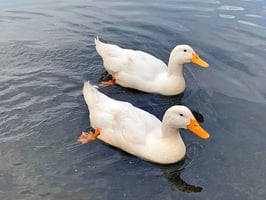 32912865