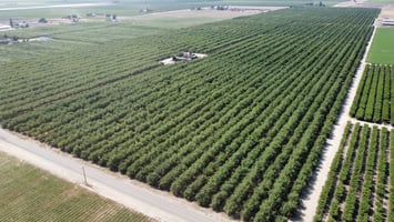 33185454