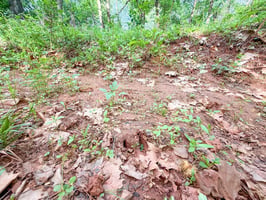 33195026