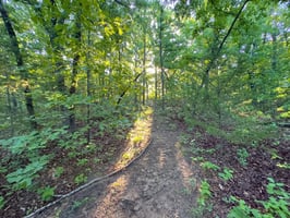 33195394