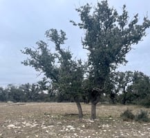 33446303