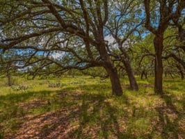 33445807
