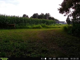 33559976