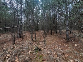 33564307