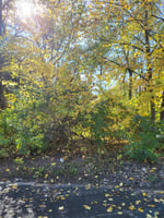 33601672