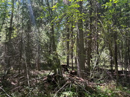 33721971