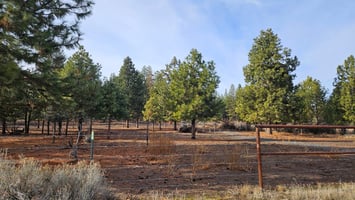 33981161