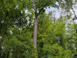 34062590