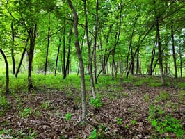 34233796
