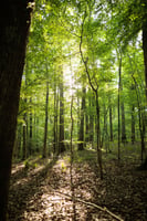 34362950