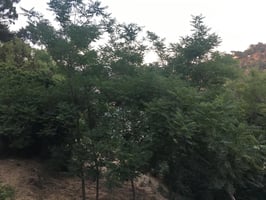 34399176