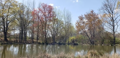 29601499