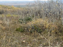 14888364