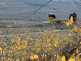 8504617