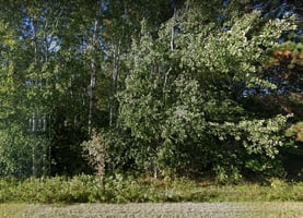16580441